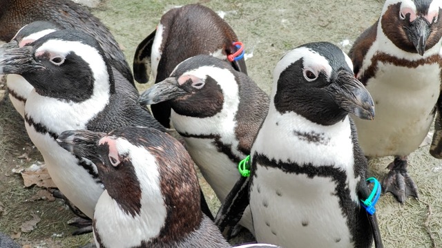 ペンギン.JPG